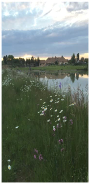 Étang vue champêtre