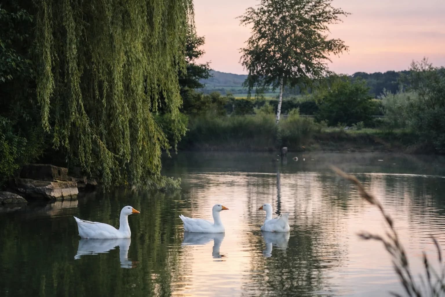 Cygnes au crépuscule